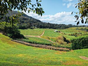 Beau Constantia
