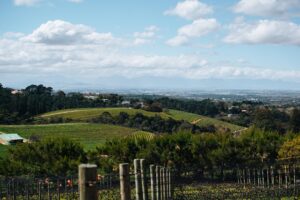 Beau Constantia