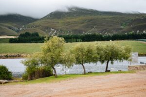 Creation Wines
