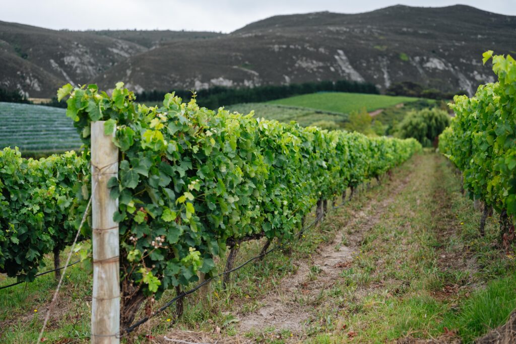 Creation Wines