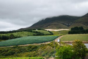 Creation Wines