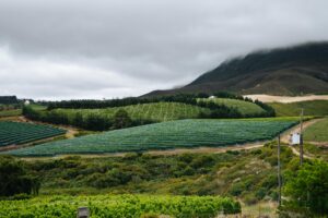 Creation Wines