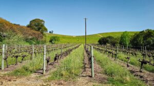 Jordan Wine Estate