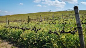 Jordan Wine Estate